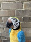 Furreal Friends Squawkers Mccaw Interactive Talking Parrot Bird No Remote Read