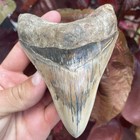 Megalodon Shark Tooth Amazing Colors Indonesian 4 9    All Natural Fossil