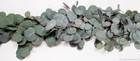 Silver Dollar Eucalyptus Garland   Grower Direct   Quality Guaranteed