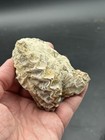 3 5    Texas Fossil Bivalve Lopha Sp Cretaceous Dino Age Complete Pelecypod mainst