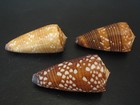 Stunning Collection   conus Victor 3pc philippines Seashell