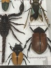 Rare Entomology Taxidermy Mix 17 Insects Bugs Framed Display 8  X 14    Shadow Box