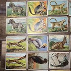 1909-10 Hassan Animal Series  t29  Lot Of 39 Vintage Trading Cards