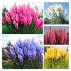 1000  Mix Pampas Grass Seeds For Planting Cortaderia Selloana Seeds Heirloom 