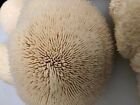 Lion s Mane Mushroom Plug Spawn 100x - Free Usa Shipping Grow Mushrooms On Logs 