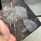 1090 Grams Of Fossils Of Crinoid From The Guanling Biota In Guizhou