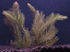 Hornwort - Live Aquatic Plants - Freshwater Plant