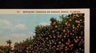 Florida Postcard Early 1900s Original Rare Orange Grove Antique Car Fashion 