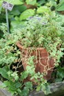 50 Ashwagandha Seeds -  Organic - Withania Somnifera - Indian Ginseng 