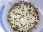  30   Live Treefrog Tadpoles - Pond Tads - Feeders