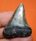Great White Shark Tooth - 1 56  - Real Fossil - Shark Teeth - No Restorations