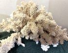 Natural Coral Lot Of 3  5 And 6 Inches