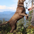 Dog Training Slip Leash  No Pull  Durable Reflective Lead  Puppy Heavy Duty Loop