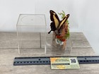 Swallowtail Butterfly Taxidermy Etymology Papilio Thoas Phorcas Dome Display