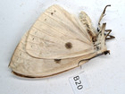 B20  Unmounted Butterfly  Moth  North Vietnam