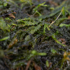 Moss Vesicularia On Driftwood  m  Live Aquatic Plants Decoration Freshwater Tank