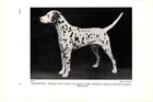Vintage Dalmatian Print 1930s Champion Snow Leopard Dalmatian 6532c
