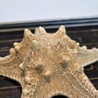 Large Knobby Starfish 6  Beach Cottage Wedding Decor Nautical Crafts