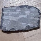 Polished Nautiloid Fossil Specimen Elongated Segmented Structure Visible Shells