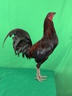 14-showme Black William  Mcrae Fertile Gamefowl Hatching Eggs    rare Opportunity   