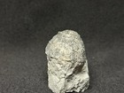 Crinoid-stunning Waldron Shale Euc  Elrodi Cup From Indiana-fossils  Trilobite