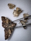 Gh18 - Collection Of 6 Moths - 4 Geometrids  1 Paectes And A Oak Noctuid