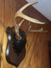 6 Point Whitetail Deer Antler Mounted Plaque Taxidermy