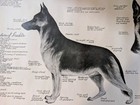 The German Shepherd Vintage 1959 Dog Poster