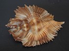 Monster    murex  Pterynotus Miyokoae W o 56 1mm   philippine Seashell