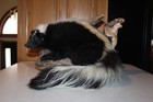 Striped Skunk Mount Taxidermy Whitetail Deer Shed Antler Log Cabin Decor Badger