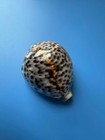 90mm   Cypraea Tigris Pardalis  F    Gem   Pink Ice Cream  Beautiful Shell