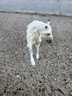 Breyer Stablemate 2018 Mystery Surprise Horse  6039 White Andalusian Scuffed