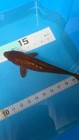 10in Ginrin Chagoi Japanese Koi Live Imported Koigazer