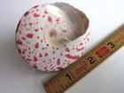 Beautiful Tectus Niloticus 62mm Gastropod Conchology Snail Sea Shell
