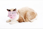 Cat Muzzles - Breathable Mesh Muzzles Prevent Cats From Biting And Chewing - Ant