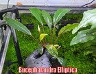 Bucephalandra Elliptica Rare Buce Live Aquatic Plants Aquarium Plants Freshwater