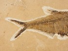 Super Fine Bones  Big  Diplomystus Fish Fossil From Fossil Lake Wyoming 436gr
