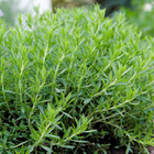 Fresh Tarragon Seeds   Cooking   Gardening   Heirloom Non-gmo   Herb Seeds