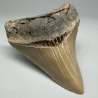 3 10  Very Attractive Serrated Fossil Megalodon Shark Tooth - Nc