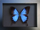 Metallic Blue Swallowtail Papilio Ulysses Butterfly Framed Entomology Shadowbox
