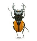 Beetle  Insect-h7692  Lucanidae  Odontolabis Paulei -special Freak  70 1mm  Laos