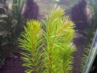 3 Stems  Rotala Bangladesh Live Aquarium Plants Beautiful    Free S h Rare  