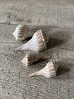 Lightning Welk Sea Shells 2   - 3    Set 4