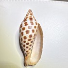 Junonia Scapella-spotted Voluta Shell Brown And White Pattern Collectible