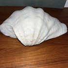Giant Clam Shell 8 X 6   