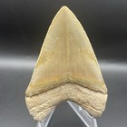 Megalodon Tooth Southwest Florida All Natural 3 7   