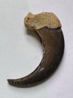 235- Claw  Animal   s Claw   Badger   s Claw  Fox   s Claw  Coyote   s Claw