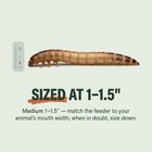 Medium Superworms - 1000 Count   Live Feeder Worms