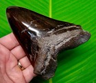 5 27    Megalodon Shark Tooth Real Fossil Xl Sharks Teeth - No Restorations