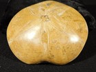 Big  Polished 150 Million Year Old  Sand Dollar Fossil Madagascar 193gr